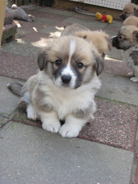 pup